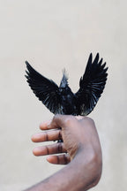 Parrot Double Ring